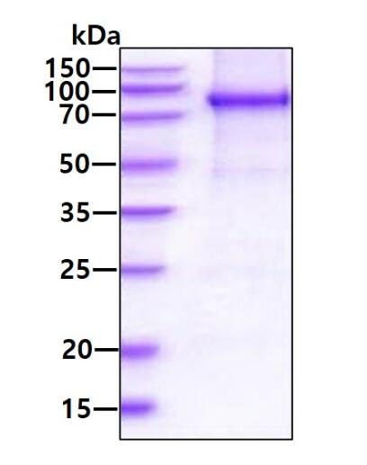 3 μg by SDS-PAGE under reducing condition and visualized by coomassie blue stain.
